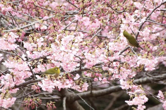 桜（伊豆の踊子）の写真