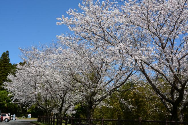 桜_1