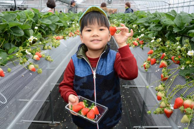 観光いちご園